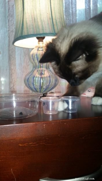 Kerby: A Tribute to Our Beloved Ragdoll Cat