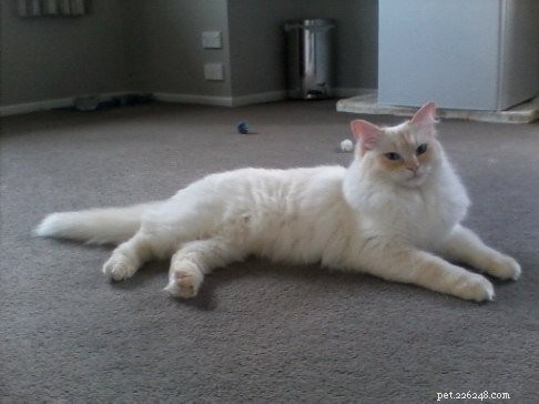 Peachy: The Resilient Ragdoll of the Week