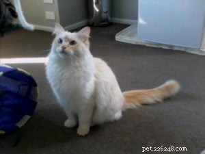 Peachy: The Resilient Ragdoll of the Week
