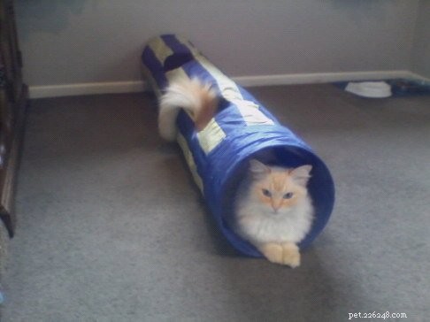 Peachy: The Resilient Ragdoll of the Week