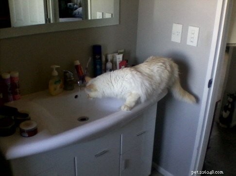 Peachy: The Resilient Ragdoll of the Week