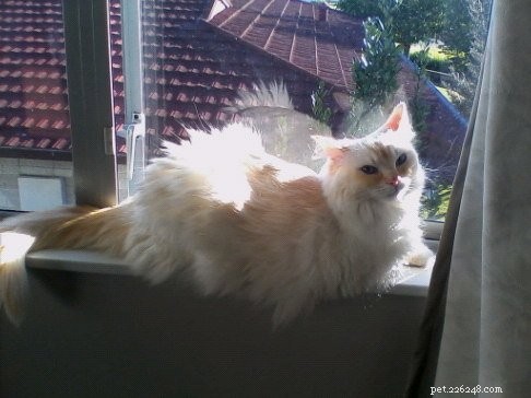 Peachy: The Resilient Ragdoll of the Week