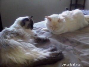 Peachy: The Resilient Ragdoll of the Week