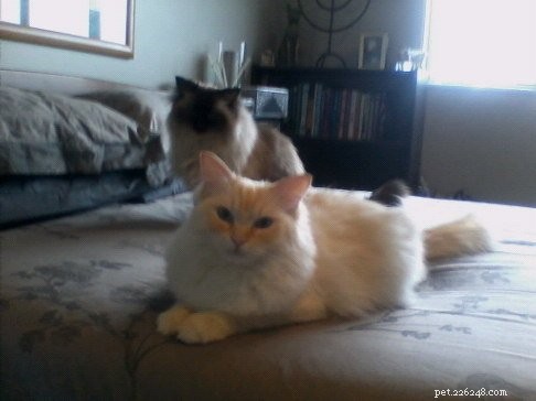 Peachy: The Resilient Ragdoll of the Week