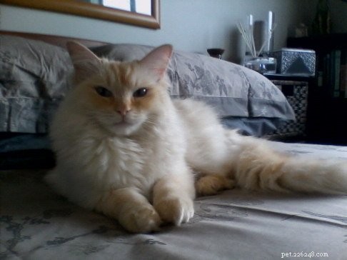 Peachy: The Resilient Ragdoll of the Week