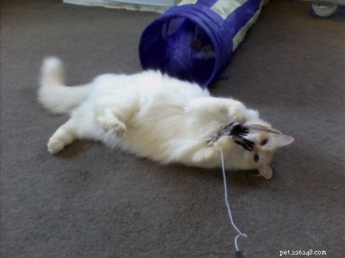 Peachy: The Resilient Ragdoll of the Week