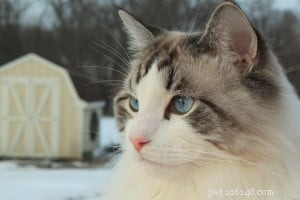 Tucker Lee: Meet the Friendly 15‑Month‑Old Ragdoll of the Week