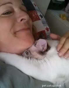 Tucker Lee: Meet the Friendly 15‑Month‑Old Ragdoll of the Week