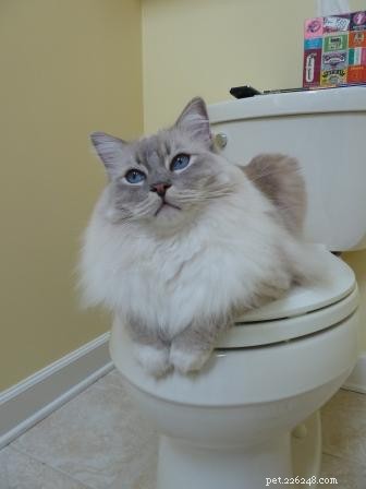 Ideal Weight for Ragdoll Cats: What to Expect