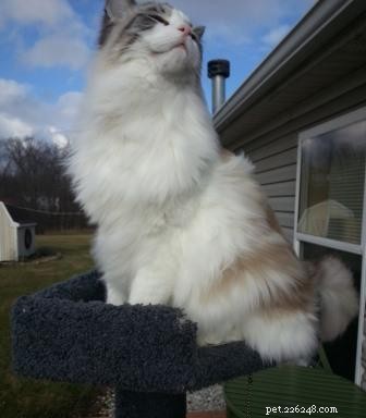 Tucker Lee: Meet the Friendly 15‑Month‑Old Ragdoll of the Week