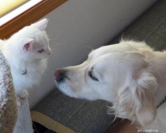Lake – The Stunning Ragdoll Kitten of the Month