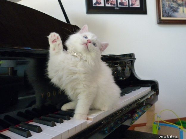 Lake – The Stunning Ragdoll Kitten of the Month