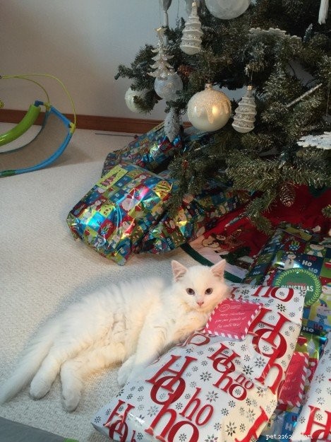 Lake – The Stunning Ragdoll Kitten of the Month