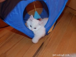 Lake – The Stunning Ragdoll Kitten of the Month