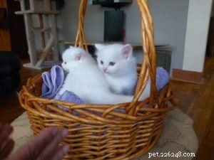 Lake – The Stunning Ragdoll Kitten of the Month