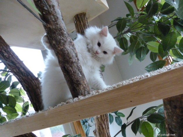 Lake – The Stunning Ragdoll Kitten of the Month