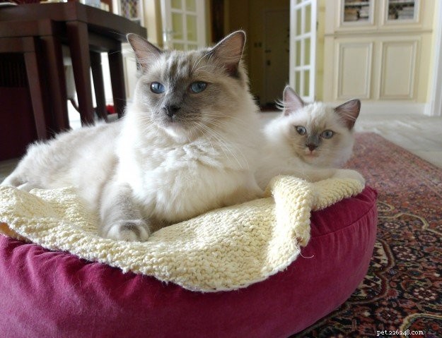 Titus & Tristan: Ragdoll Twins Spotlighted This Week
