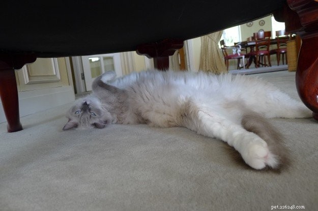 Titus & Tristan: Ragdoll Twins Spotlighted This Week