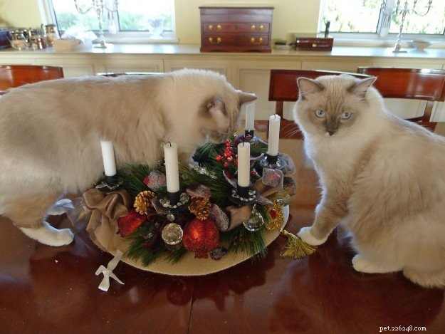 Titus & Tristan: Ragdoll Twins Spotlighted This Week