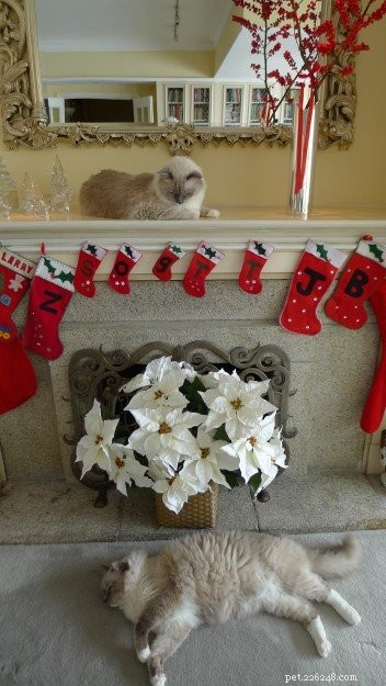Titus & Tristan: Ragdoll Twins Spotlighted This Week