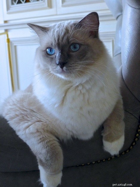 Titus & Tristan: Ragdoll Twins Spotlighted This Week