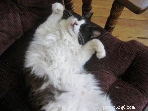 Brownie: The Adorable Floppycat of the Week – 2‑Year‑Old Ragdoll Mix