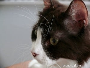 Brownie: The Adorable Floppycat of the Week – 2‑Year‑Old Ragdoll Mix