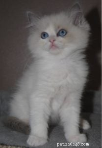 Meet Parker James: Ragdoll Star of the Week