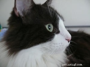 Brownie: The Adorable Floppycat of the Week – 2‑Year‑Old Ragdoll Mix
