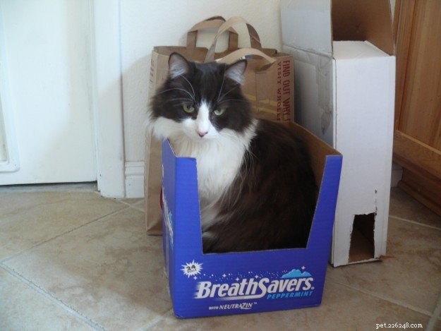 Brownie: The Adorable Floppycat of the Week – 2‑Year‑Old Ragdoll Mix