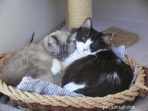 Brownie: The Adorable Floppycat of the Week – 2‑Year‑Old Ragdoll Mix