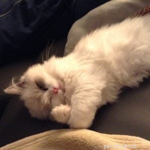 Meet Parker James: Ragdoll Star of the Week