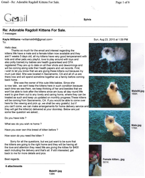 How to Spot and Avoid Ragdoll Kitten Scam Online