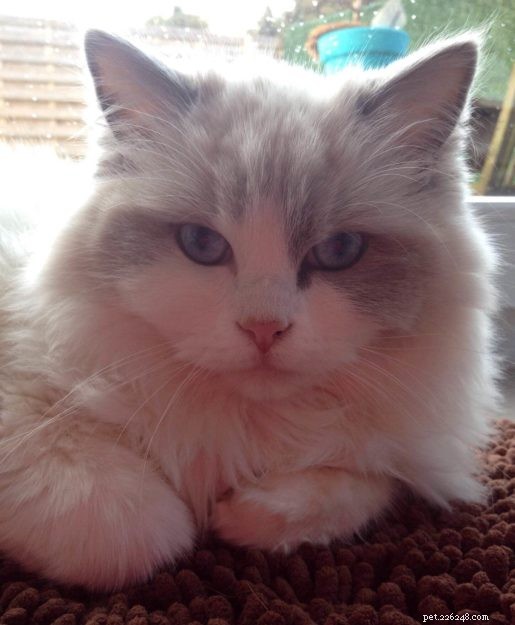Meet Parker James: Ragdoll Star of the Week