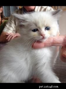 Meet Parker James: Ragdoll Star of the Week