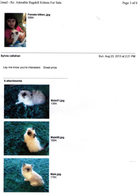 How to Spot and Avoid Ragdoll Kitten Scam Online