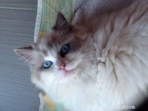 Meet Parker James: Ragdoll Star of the Week