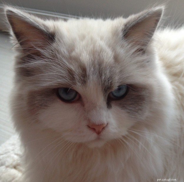 Meet Parker James: Ragdoll Star of the Week
