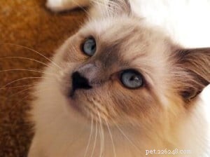 Creative Cat Names: Choosing the Perfect Name for Your Ragdoll & Feline Friends