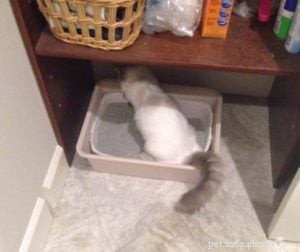 WonderBox Disposable Litter Box & Liner: A Trusted Review & Price Guide