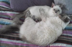 Meet Freddy: Ragdoll of the Week – From 7‑Week Kitten to Beloved Family Member