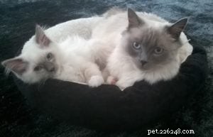 Meet Freddy: Ragdoll of the Week – From 7‑Week Kitten to Beloved Family Member