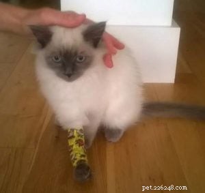 Meet Freddy: Ragdoll of the Week – From 7‑Week Kitten to Beloved Family Member