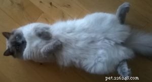 Meet Freddy: Ragdoll of the Week – From 7‑Week Kitten to Beloved Family Member