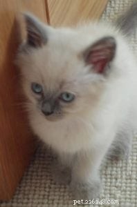 Meet Freddy: Ragdoll of the Week – From 7‑Week Kitten to Beloved Family Member