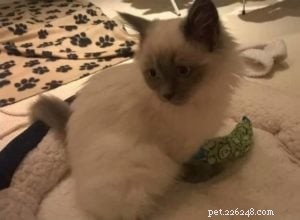 Meet Freddy: Ragdoll of the Week – From 7‑Week Kitten to Beloved Family Member