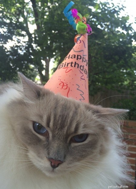 Celebrating Trigg’s 6th Birthday: A Heartwarming Tribute to a Quirky Cat