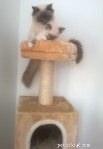 Meet Freddy: Ragdoll of the Week – From 7‑Week Kitten to Beloved Family Member
