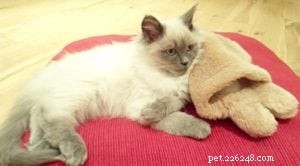 Meet Freddy: Ragdoll of the Week – From 7‑Week Kitten to Beloved Family Member