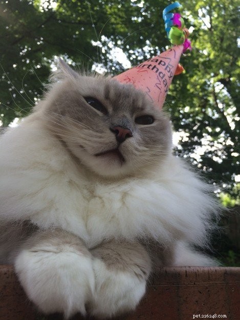 Celebrating Trigg’s 6th Birthday: A Heartwarming Tribute to a Quirky Cat